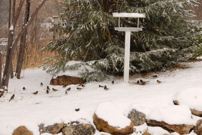 Nov. 14th - mostly Junco's
