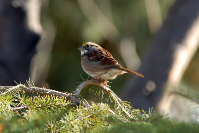 White-throated Sparrow
