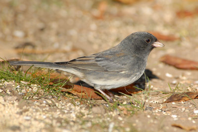 Dark-eyed Junco - Slate Colored