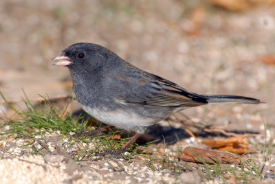 Dark-eyed Junco - Slate Colored