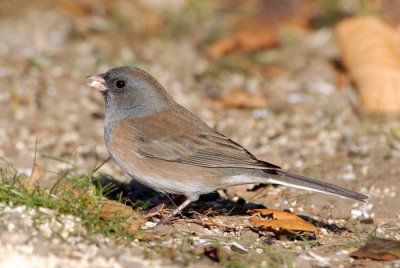 Dark-eyed Junco