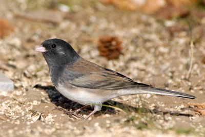 Dark-eyed Junco - Oregon