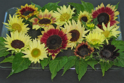 Sunflowers2838w.jpg