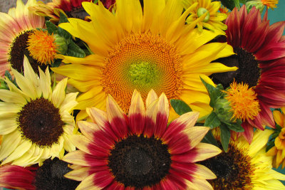 Sunflowers3063w.jpg