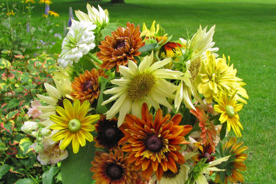 SunflowersRudbeckia3047w.jpg