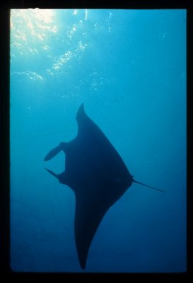 Manta