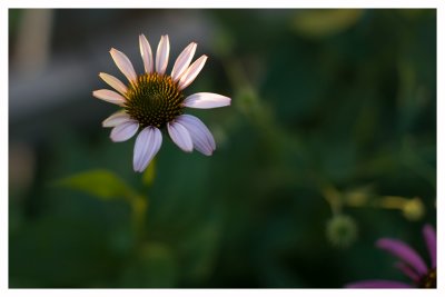 IMG_2905.jpg