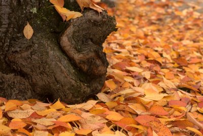 Leaves by Trunk