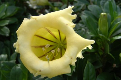 Tortola Flora