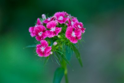 jjune flowers 9.jpg