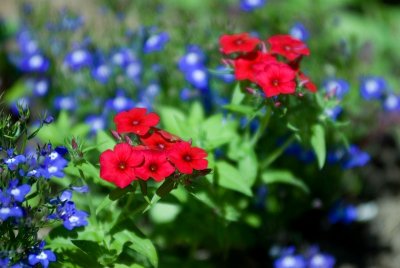 june flowers 1.jpg