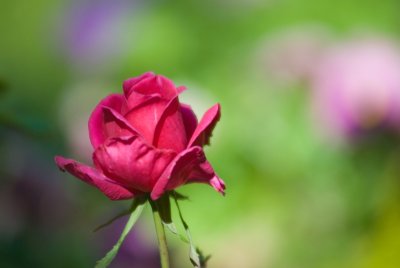 june flowers 3.jpg