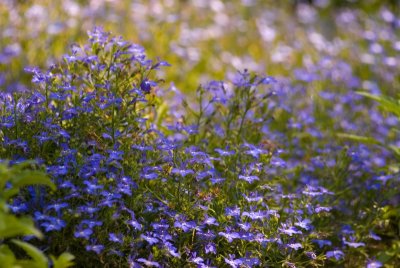 june flowers 4.jpg