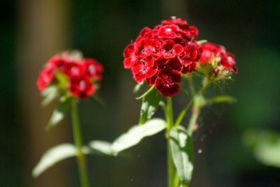 june flowers 7 jpg.jpg