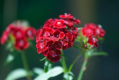 june flowers 8.jpg