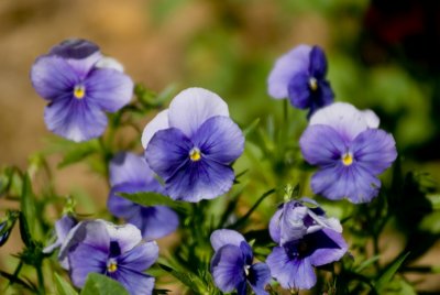 june flowers 11.jpg
