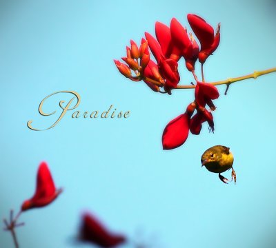 Paradise