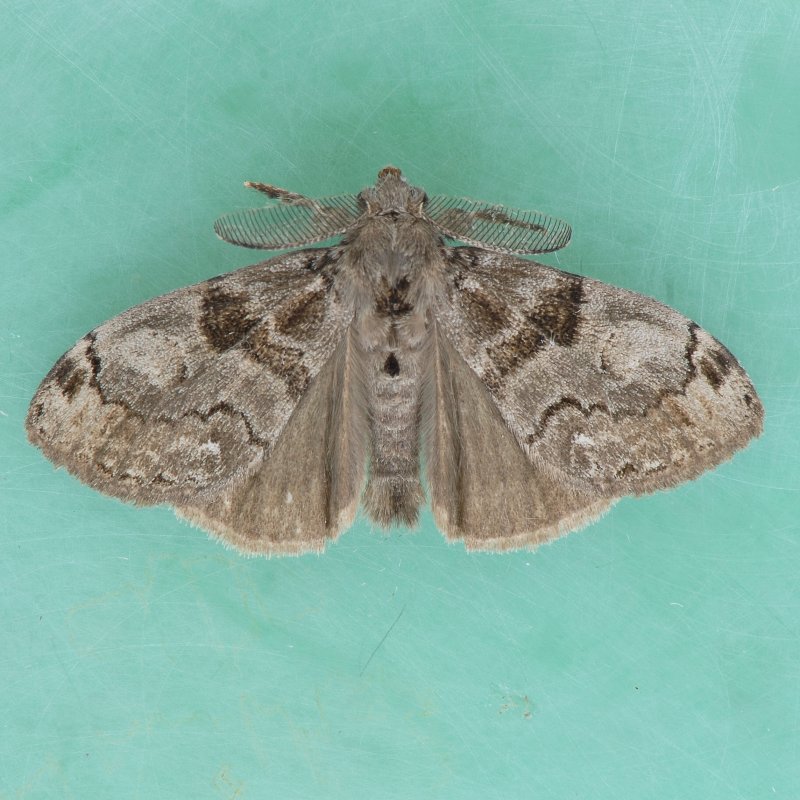 8316    White-marked Tussock - Orgyia leucostigma