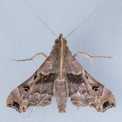 8398 Faint-spotted Palthis - Palthis asopialis