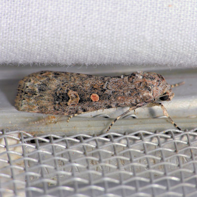 9665  Small Mottled Willow (Beet Armyworm) - Spodoptera exigua