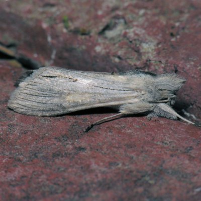 10191 Rabbitbush Cucullia - Cucullia laetifica