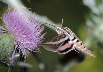 7894  White-lined Sphinx - Hyles lineata