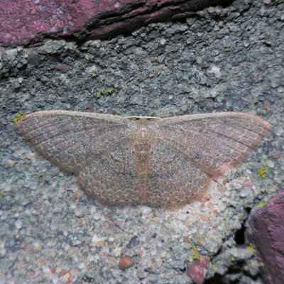 7132 Common Tan Wave - Pleuroprucha insulsaria