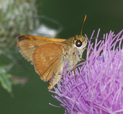 Unidentified Skippers and Butterflies