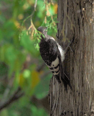 Red-headed Woodpecker juvenile