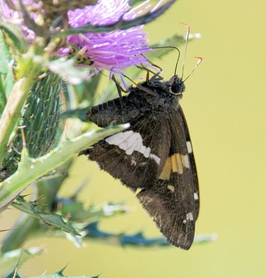 Silver-spotted Skipper