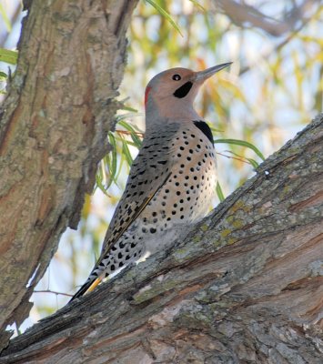 Northern Flicker (Yellow-shafted) male