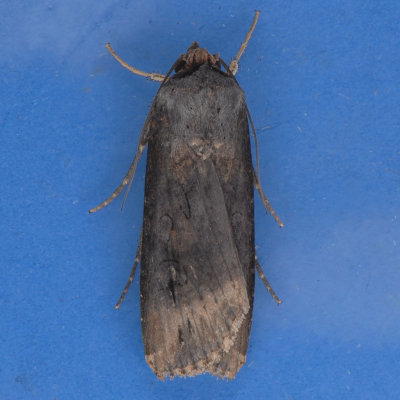 10658  Spotted Dart Moth - Agrotis stigmosa