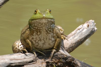 Bullfrog