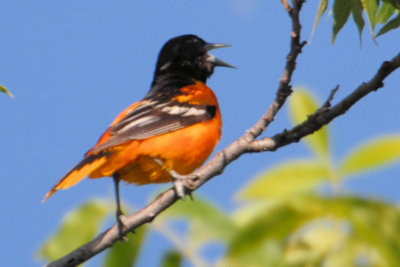 Baltimore Oriole