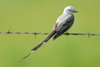 Scissor-tailed Flycatcher