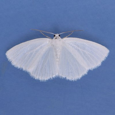 6667  White Spring Moth - Lomographa vestaliata