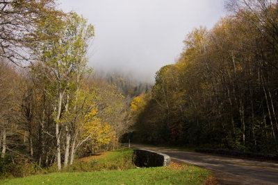 trees and road