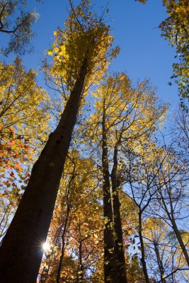 looking into trees 2