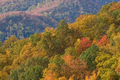 trees in fall