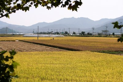 field in sun