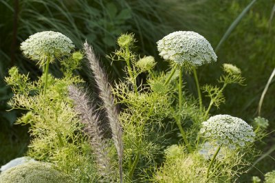 Wild bouquet