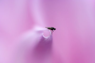 Fly on a dahlia petal