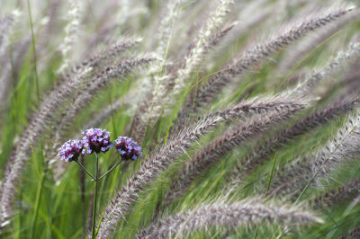 In the fields 2