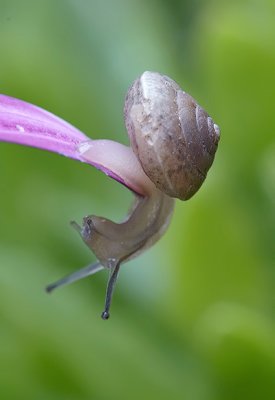 A little acrobat snail 1