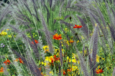 In the fields 3