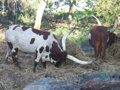 Long Horn Bulls
