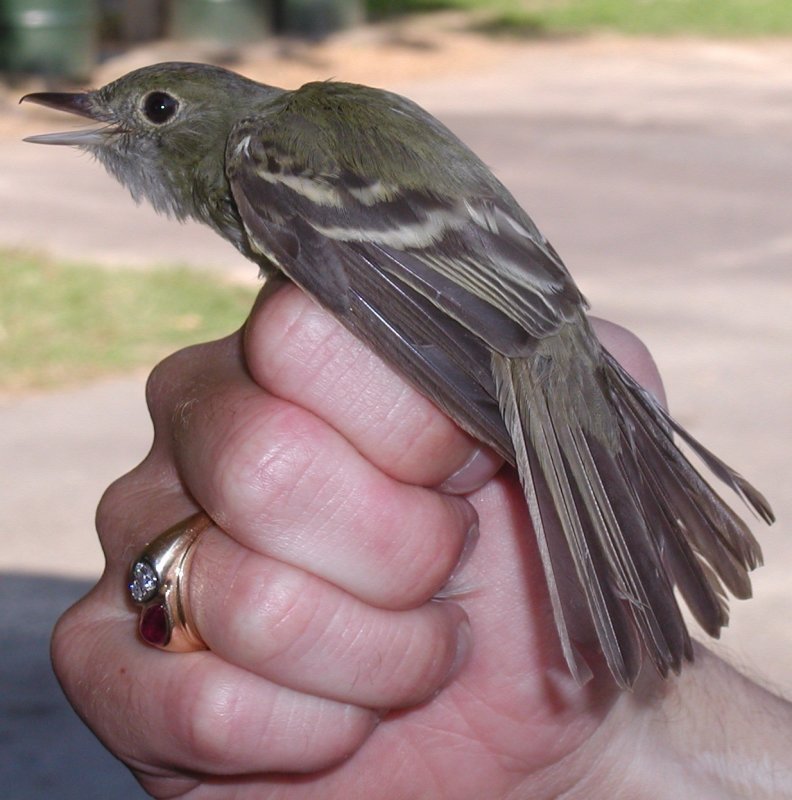 Acadian Flycatcher