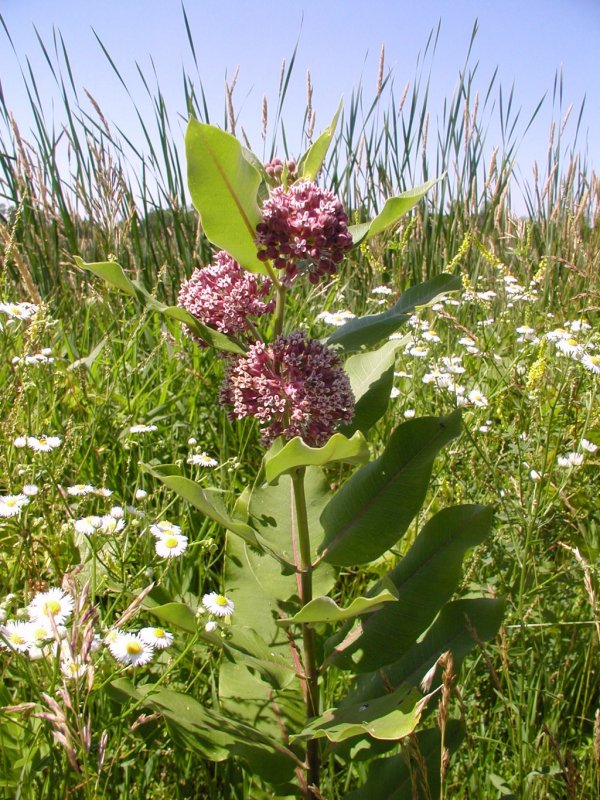 Asclepias syriaca
