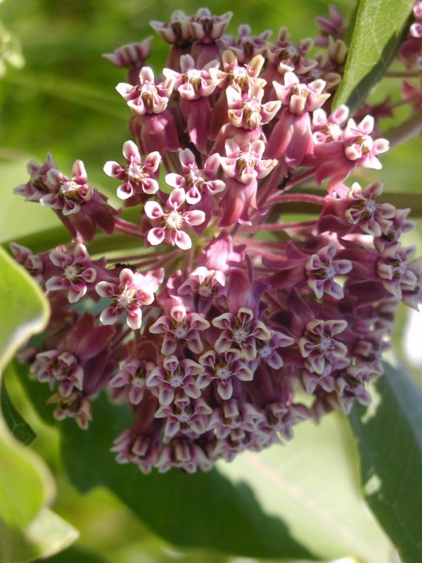 Asclepias syriaca