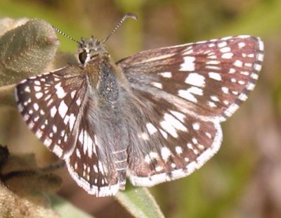 Common Checkered-Skipper female